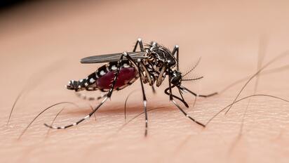 Dengue: por qué América Latina sigue atrapada en el ciclo de epidemias y emergencia