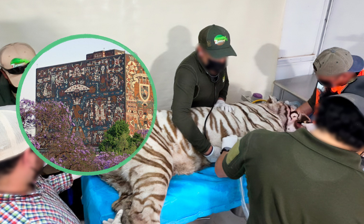 ¿Qué provocó la muerte del tigre Kenzo? La UNAM buscará la respuesta