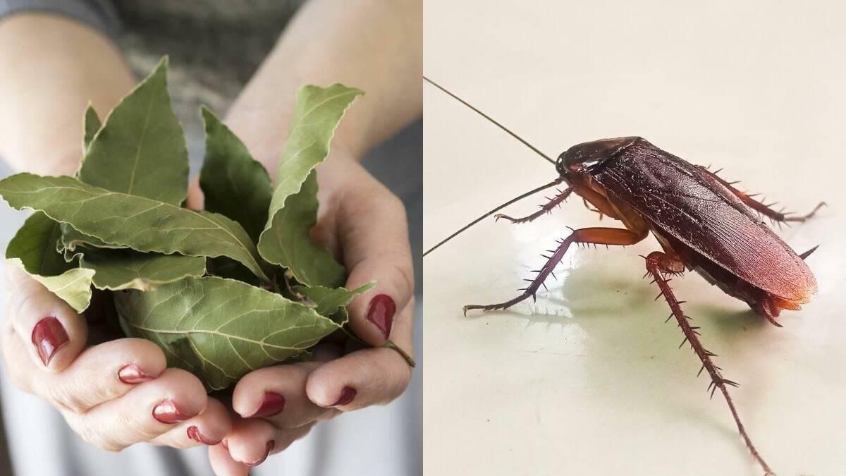 Uso de la menta contra las cucarachas: ¿Funciona para eliminarlas?