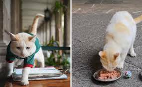 La gatita Coco ya tiene favorito para el duelo ante Inglaterra