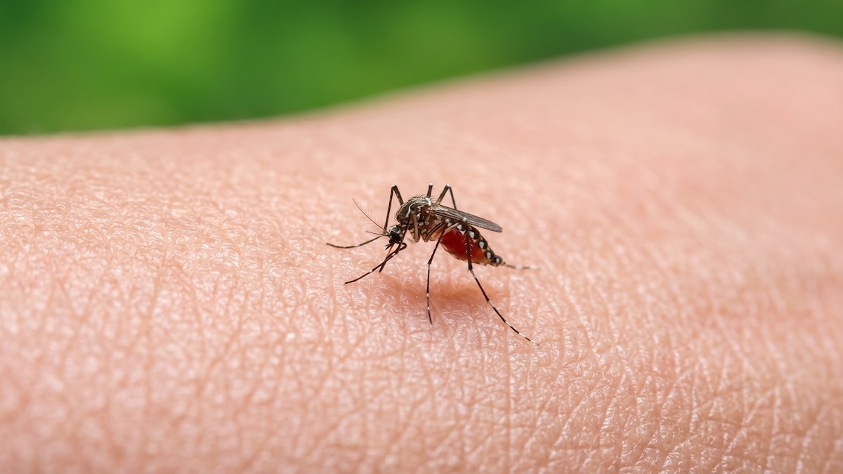 El mosquito del dengue aprende a ignorar repelentes y desafía métodos de control