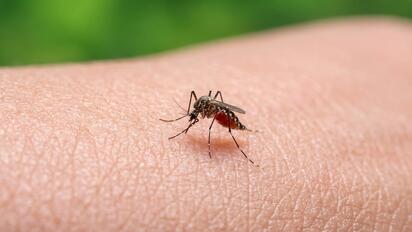 El mosquito del dengue aprende a ignorar repelentes y desafía métodos de control