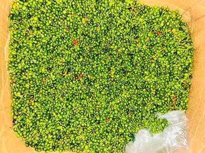 Lluvias adelantan cosecha y reducen precio del chile piquín en Múzquiz