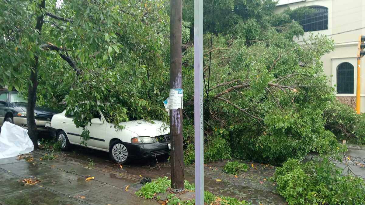 Fuerte tormenta sorprende a Colima: árboles caídos y accidentes viales