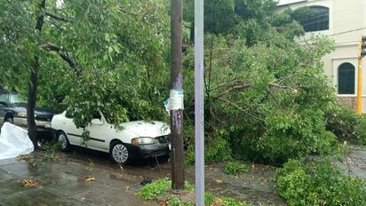 Fuerte tormenta sorprende a Colima: árboles caídos y accidentes viales