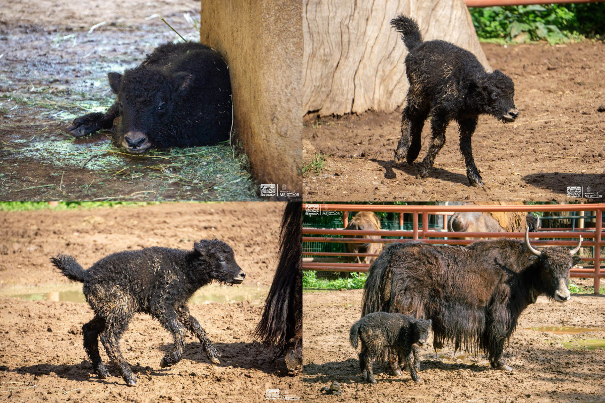 Cría de yak nace en el Zoológico de Morelia y enamora a visitantes
