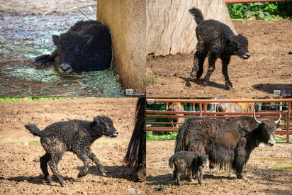 El Zoológico de Morelia anunció el nacimiento de una cría de yak, la segunda en la historia del recinto, resultado de sus programas de bienestar animal.