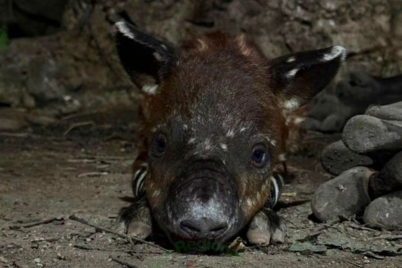 tapir centroamericano tapir centroamericano