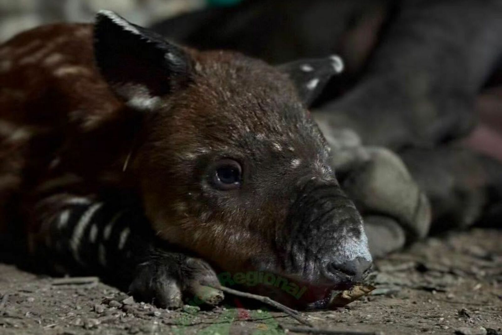 tapir centroamericano