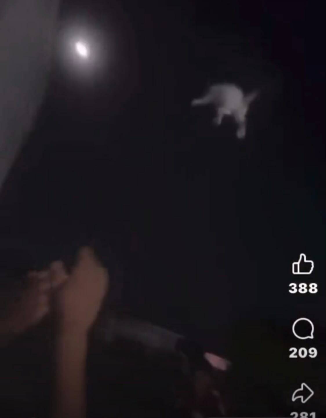 maltrato