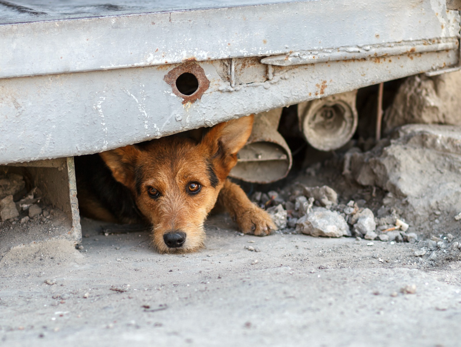 Piden ampliar campañas de bienestar animal en Piedras Negras por sobrepoblación