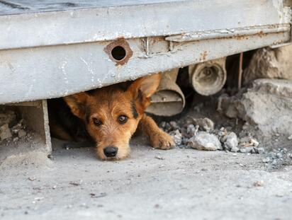 Piden ampliar campañas de bienestar animal en Piedras Negras por sobrepoblación