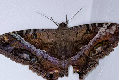 virales ¿Mala suerte? El poderoso y oculto mensaje de ver una mariposa negra en casa