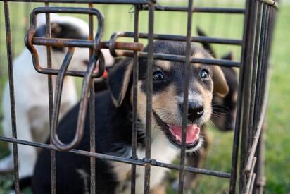 Prevención contra garrapatas evita gastos mayores en la salud de las mascotas