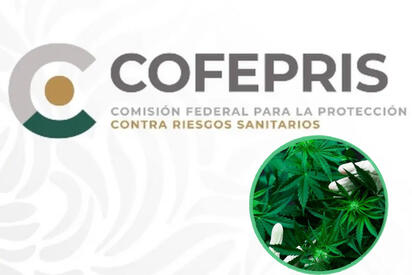 Cofepris cambia de postura y acatará fallo de la SCJN sobre uso recreativo de cannabis