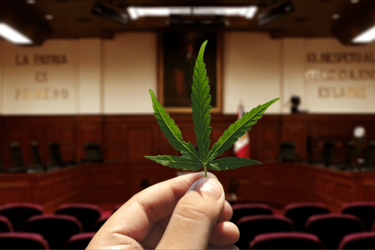 ¿Ya puedes consumir marihuana libremente en México? Cofepris responde