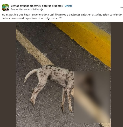Ciudadanos reportan envenenamiento de perros y gatos en Asturias