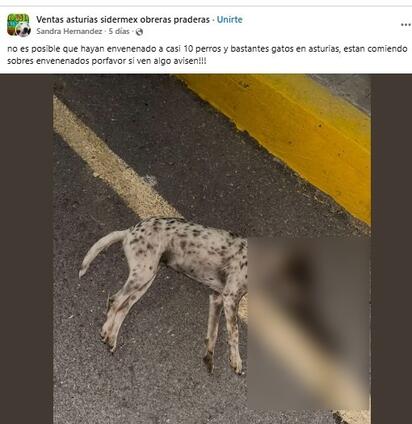 Ciudadanos reportan envenenamiento de perros y gatos en Asturias
