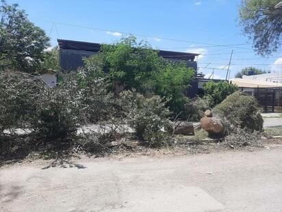 Caída de tres árboles antiguos afecta al bulevar Porfirio Díaz en Frontera