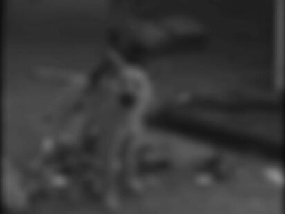 Detienen en Jalisco a hombre acusado de maltrato animal en Saltillo