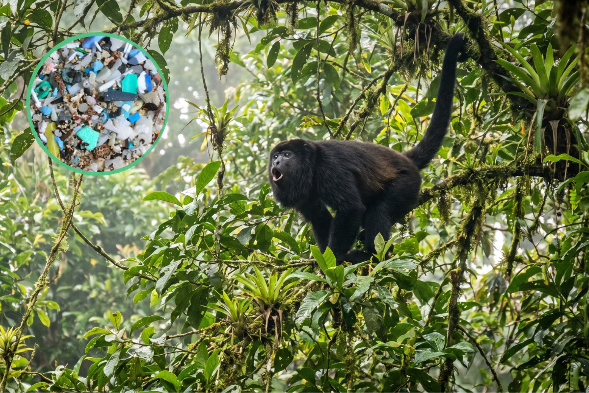 Microplásticos alcanzan al mono aullador mexicano, especie en peligro de extinción