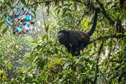 Microplásticos alcanzan al mono aullador mexicano, especie en peligro de extinción