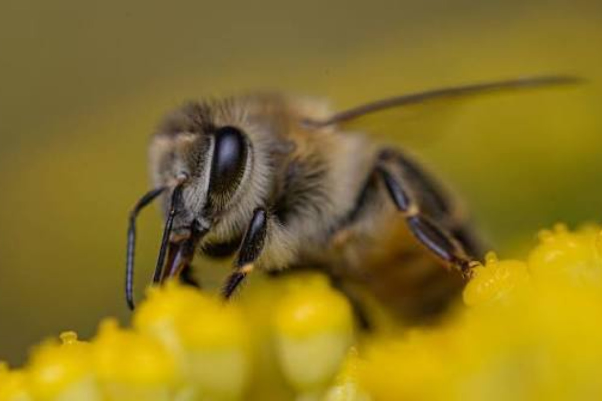 La abeja sagrada de los mayas podría cambiar la forma de entender los derechos ambientales