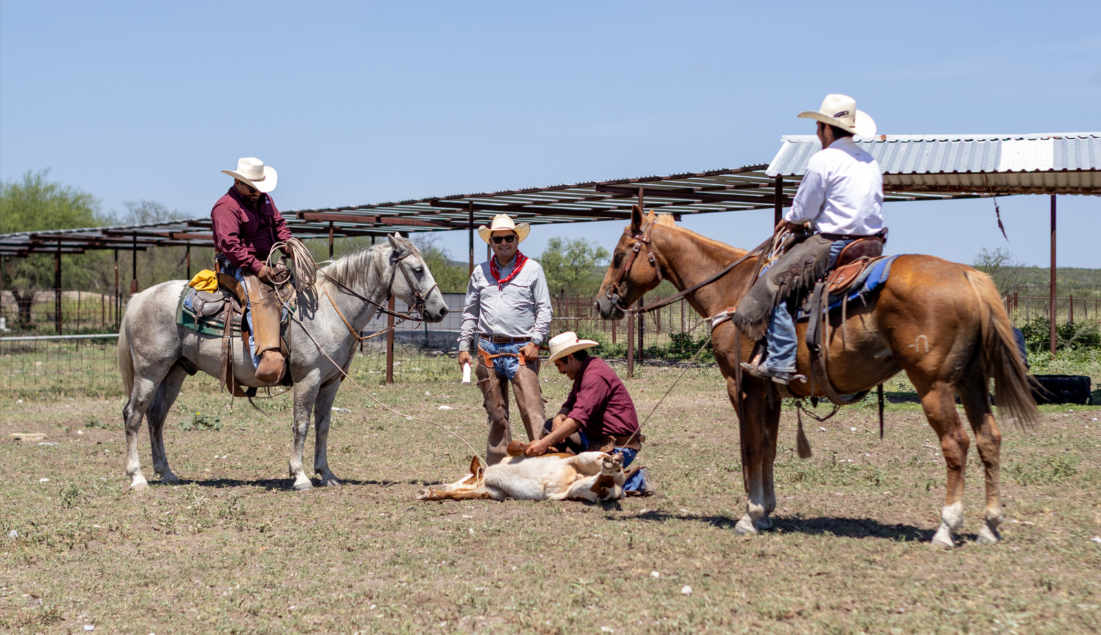 Rancho El Jaralito cumple un mes sin nuevos casos de gusano barrenador