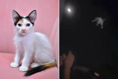 Fundación denuncia maltrato de gato en Frontera ante la Fiscalía
