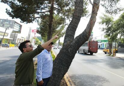 Retirarán árboles en riesgo este sábado en V. Carranza en Saltillo