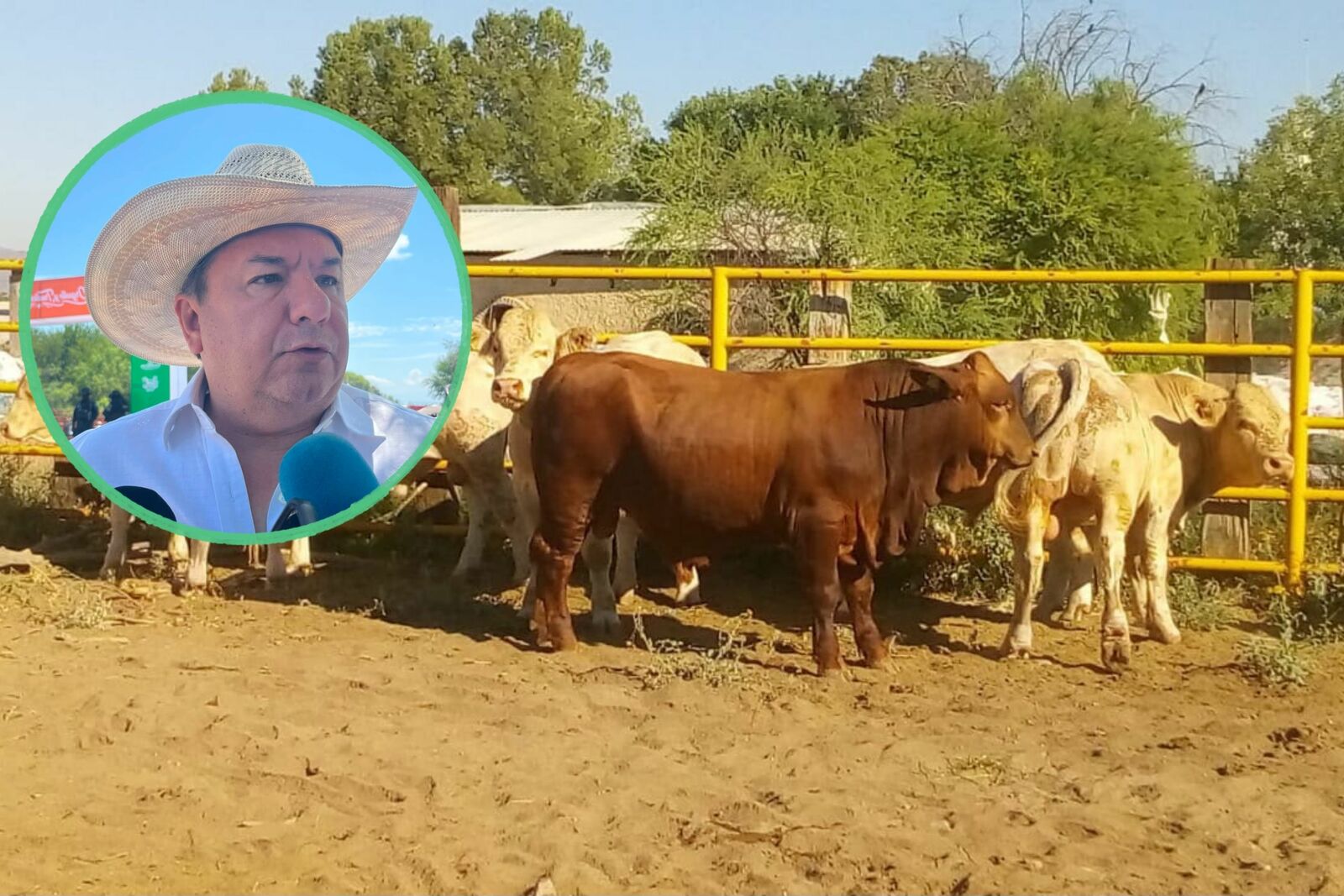 Coahuila mantiene control sobre el gusano barrenador con 48 casos activos
