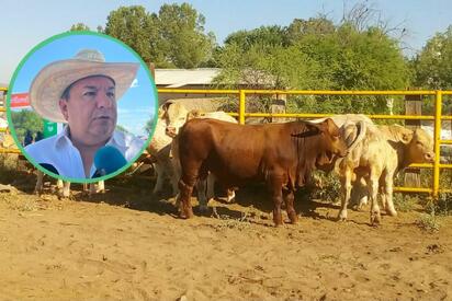 Coahuila mantiene control sobre el gusano barrenador con 48 casos activos