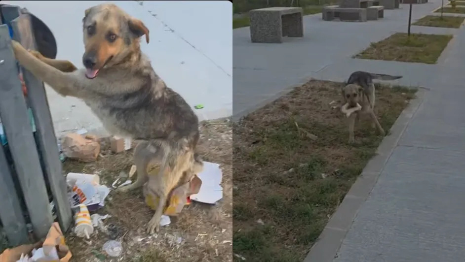 Joven libera a perrito atrapado en basurero y su acción se hace viral