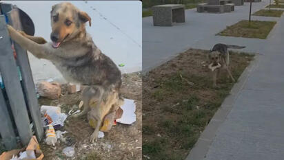 virales Joven libera a perrito atrapado en basurero y su acción se hace viral