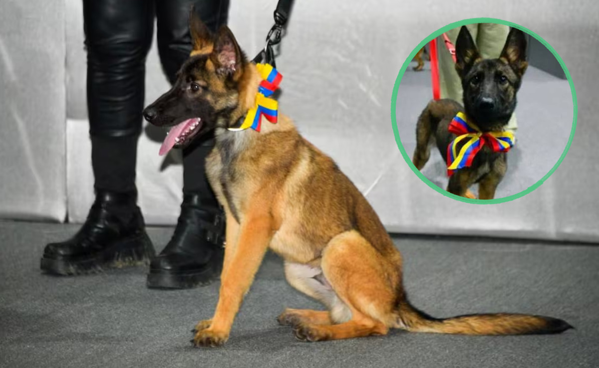De Venezuela a México: la historia de Laika y su nueva misión de entrenamiento