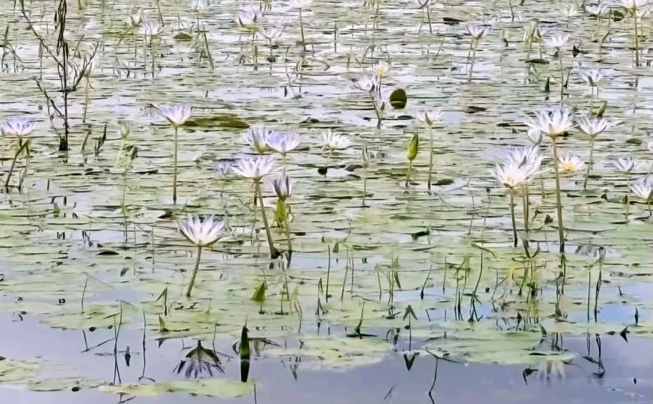 Vecinos piden atención para la Laguna de los Patos por agua estancada