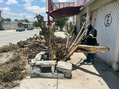 Intensifica Sari labores de limpieza y reforestación tras recientes tormentas