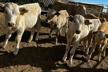 Confirman primer caso de gusano barrenador en Chihuahua y activan cerco sanitario
