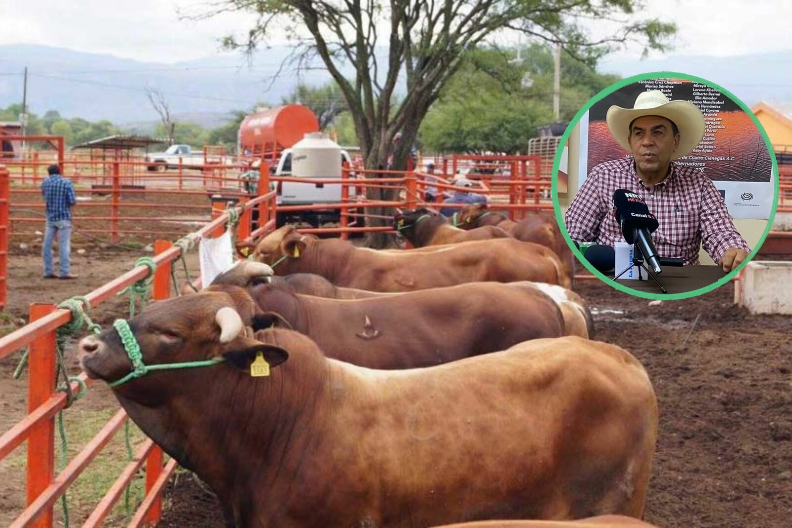 Lluvias aseguran alimento para el ganado hasta enero