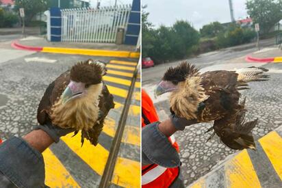 El caracara norteño fue localizado entre los daños que dejó la corriente de agua; buscan regresarlo a su hábitat natural.  MONCLOVA COAH.-Un ejemplar