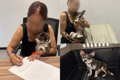 Panamá volvió a casa: rescatan a perrito robado tras viajar casi 2 mil kilómetros