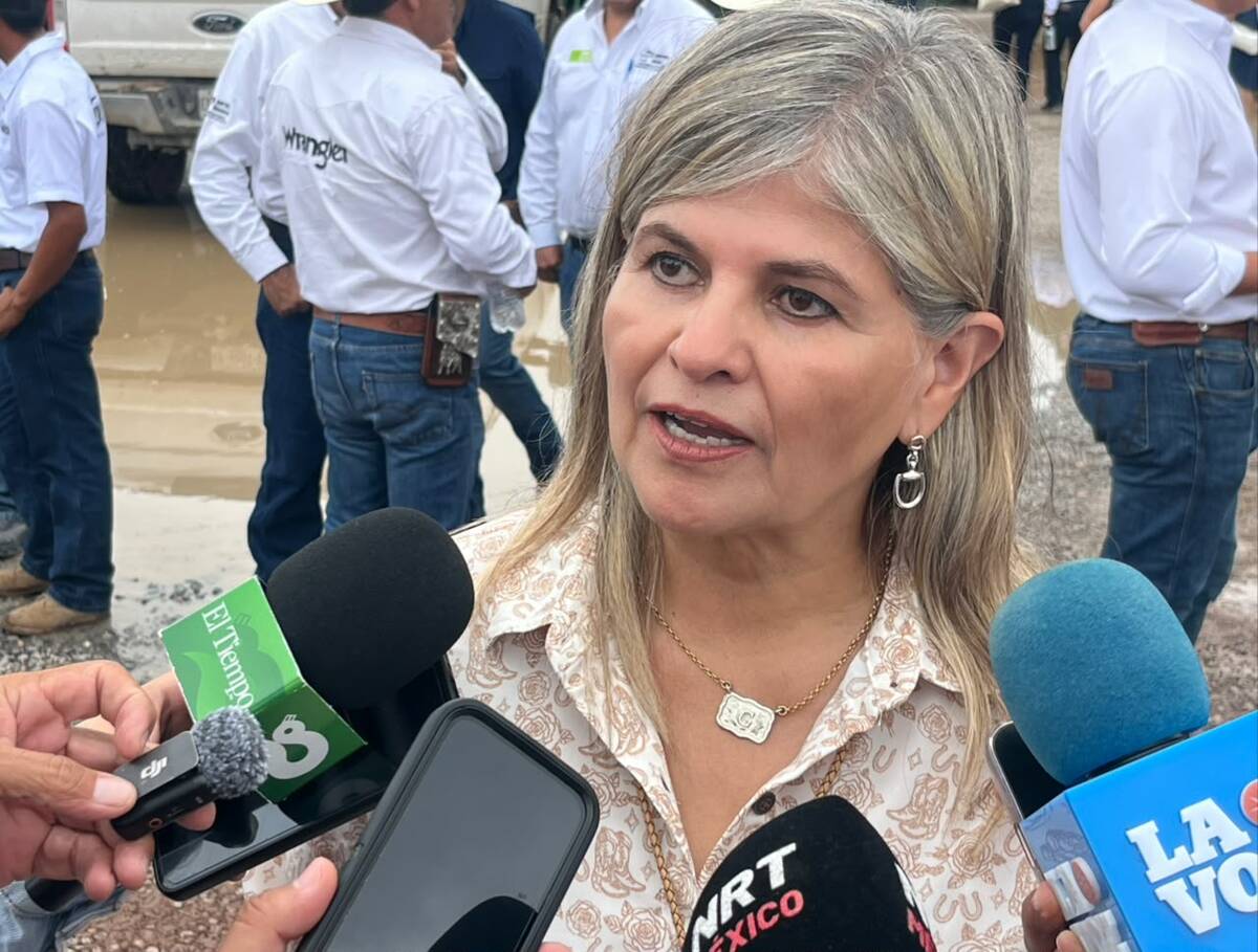 gusano barrenador