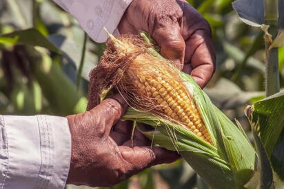 Productores de maíz en Veracruz recibirán incentivo por tonelada de maíz