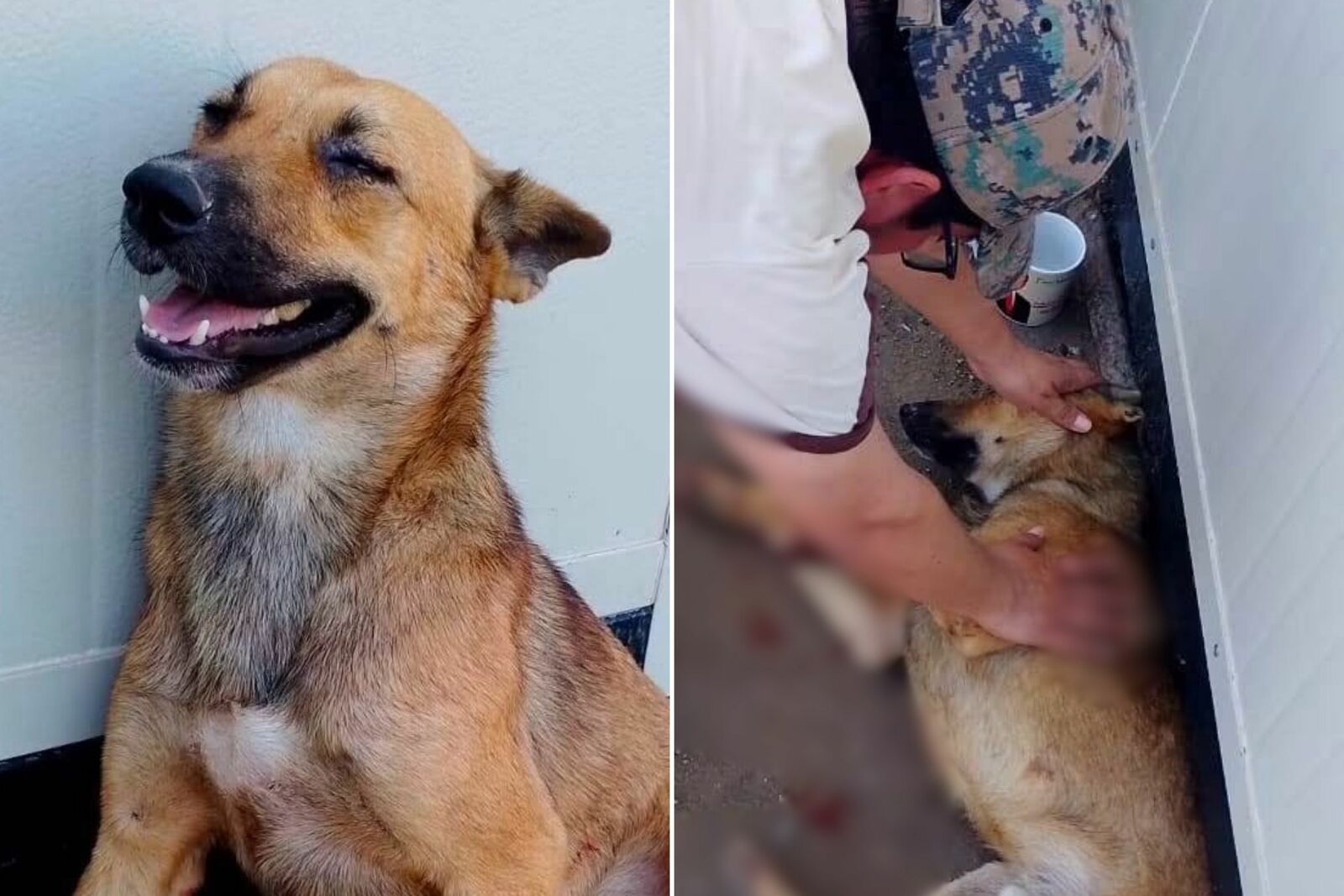 Buscarán justicia para Sirio, perrito asesinado a balazos en Monclova