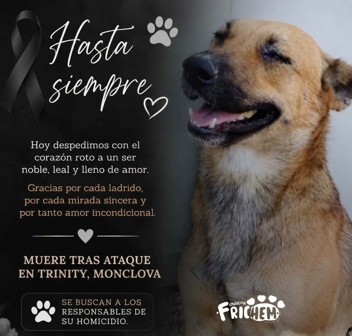 justicia animal