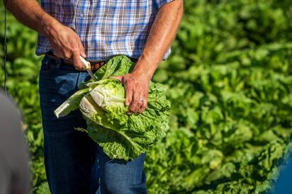 México investiga posible vínculo de lechuga con brote de ciclosporiasis en EU