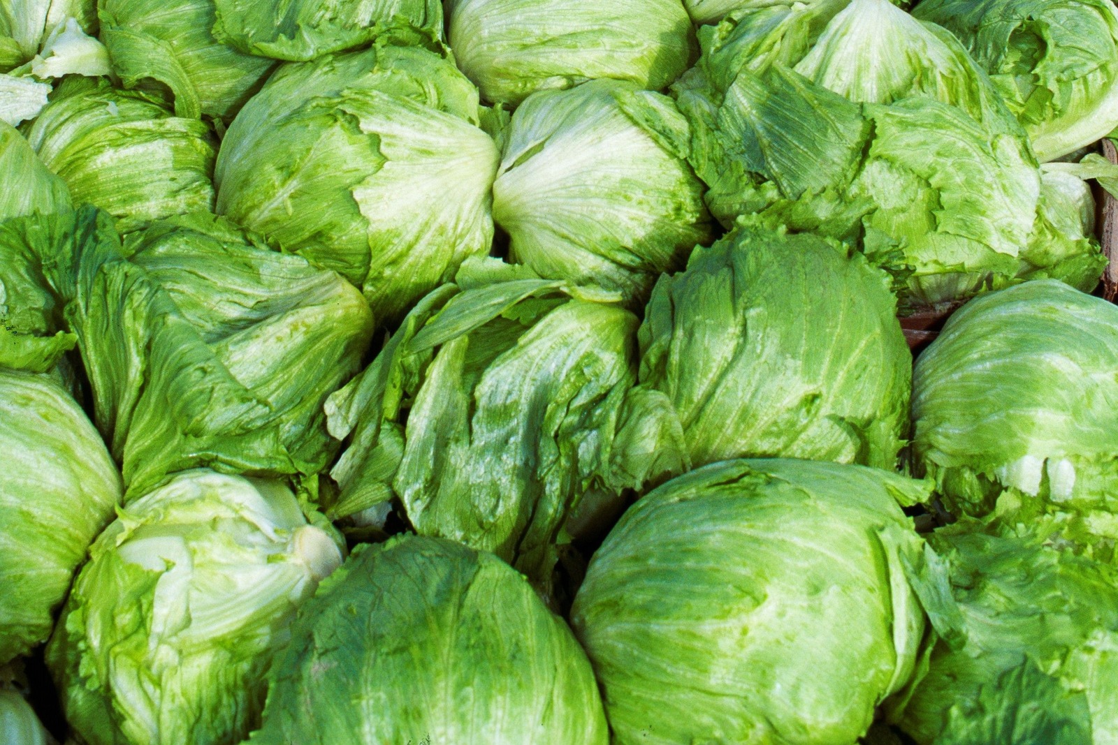 FDA dice que hallazgo de cyclospora en lechuga mexicana fue un falso positivo