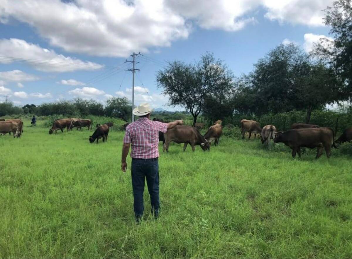 Lluvias renuevan esperanza del campo tras meses de sequía