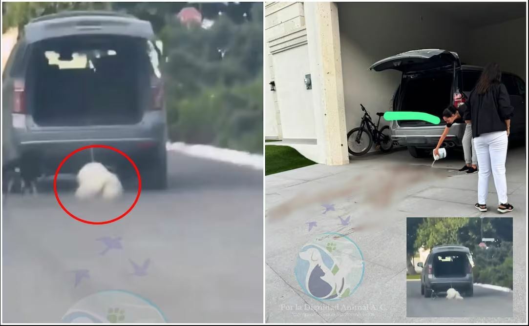 Investigan presunto caso de maltrato animal contra perro en Saltillo