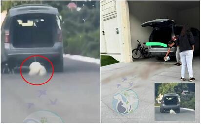 Investigan presunto caso de maltrato animal contra perro en Saltillo